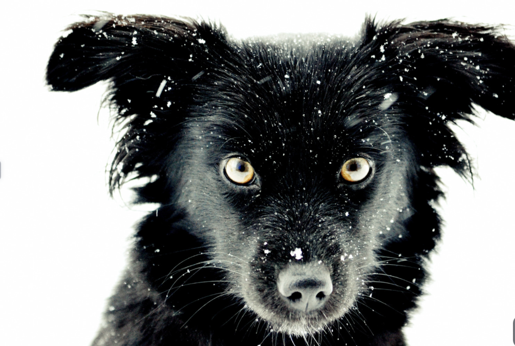 Vic anti corruption watchdog left toothless