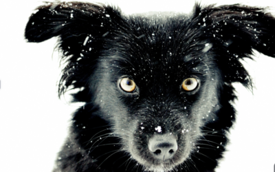 Vic anti corruption watchdog left toothless